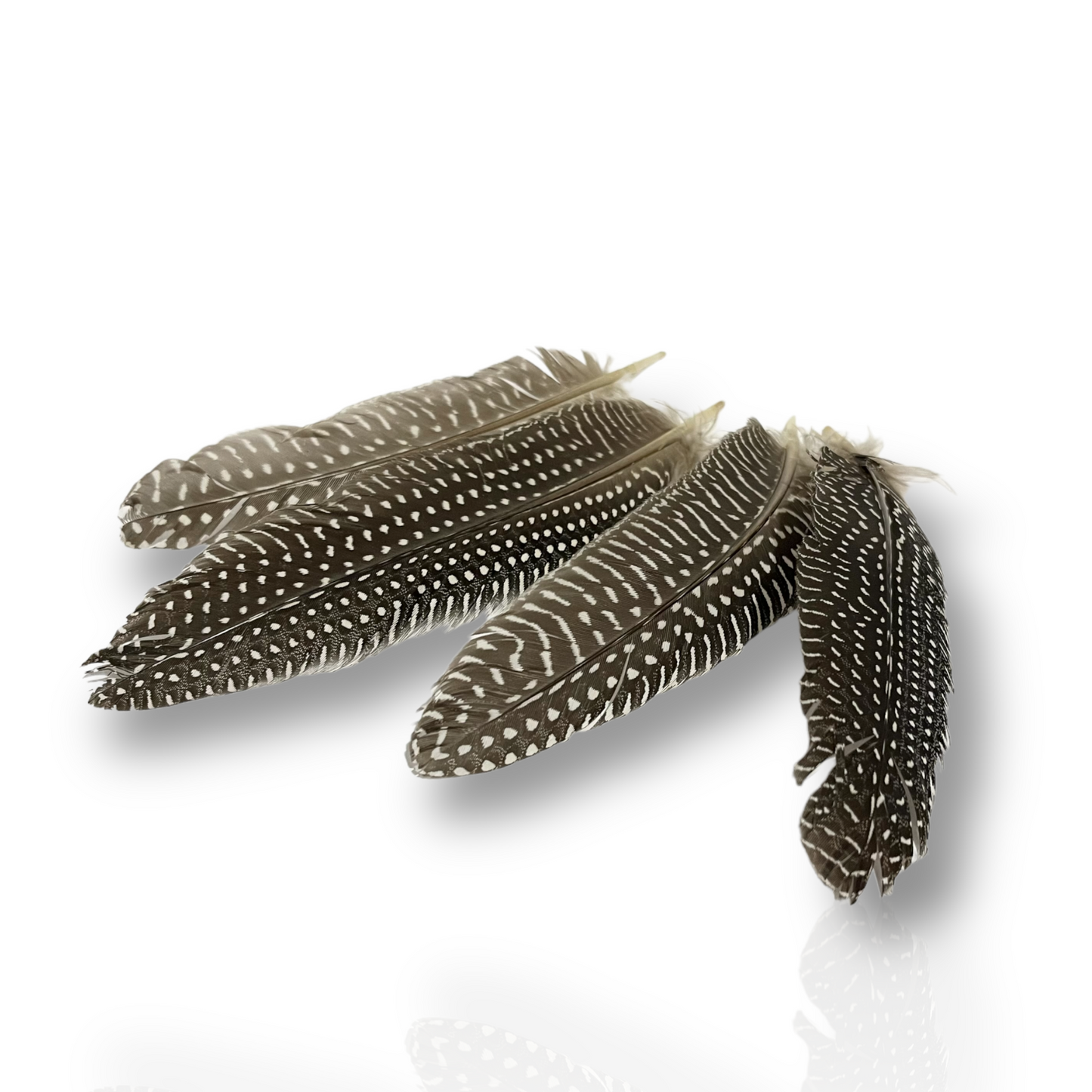Guinea fowl feather