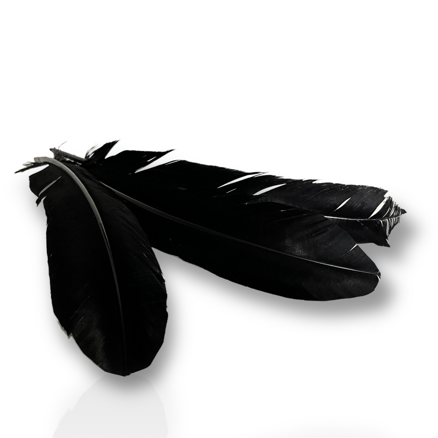Turkey feather black